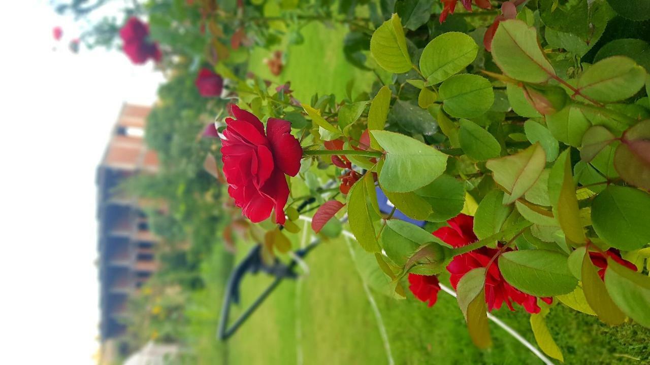Rose Pension Patara Extérieur photo